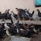 صيصان بلدي وبط مصري