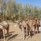 لبيع حواشي حوار