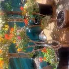 جهنمية ملون تايلندي ونخيل واشنطن زينه ونخل مثمر بلدي للبيع