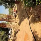 نخيل ( نخل عربي ) مثمر