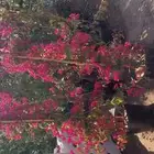 جهنميه لونين واثلاثه الوان. جميع المقاسات متوفره