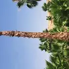 نخل واشنطن للبيع