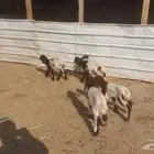 دواغير نعيم العدد 5