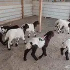 دواغير نعيم العدد 7