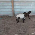 دواغير نعيم العدد 2