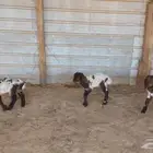 دواغير نعيم العدد 3