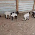 دواغير نعيم العدد 5