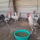 للبيع ديوك بلدي