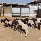 دواغير نعيم العدد 12