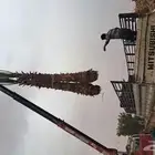 نخل واشنطن للبيع