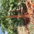 نخل واشنطن للبيع