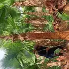 نخل واشنطن للبيع