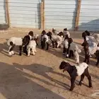 دواغيرنعيم العدد 20