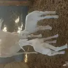 تم اللبيع نعجه معها 2 رخل وطلي مشروط من جميع المراض