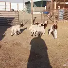 دواغير نعيم العدد 6