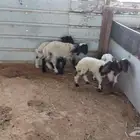 دواغير نعيم عرضين