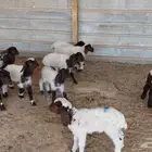 دواغير نعيم