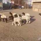 دواغيرنعيم كبار العدد 9