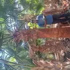 نخل واشنطن للبيع