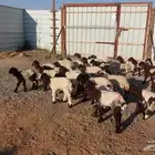 دواغيرنعيم العدد 28