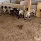 دواغير نعيم العدد 11