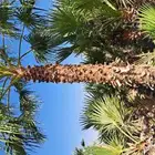 نخل واشنطن زينه أمريكي للبيع