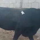 عجل للبيع