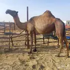 عشراء رباع اوسدس سليمه العزاريب مفرودجناهاقبل4شهور