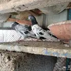 حمام باكستاني تيدي