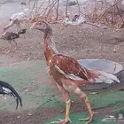 دجاج باكستاني سندي