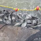 سمك بلطي طاازج للبيع