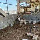 اناثي فلودير هولندي