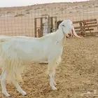معزا مشاريك بيض مع فحولها مقرعه لها شهرين بنات