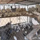 حمام فرنسي عشه وحده منتجه