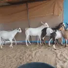 تيوس للبيع