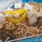 3 همستر صيني العمر   اسبوعين