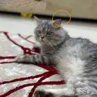 اللي يحصله1500 ريال