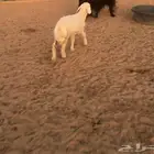 خروف للبيع
