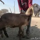 مشروع فحل سواكني درماني صنف