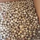 بيض سمان لوجه الله للعلاج