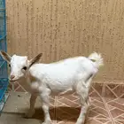 ماعز قزم العمر 4شهور