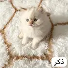 قطط هملايا للبيع
