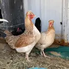 للبيع دجاجه ترثه