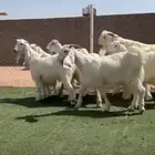 جفار مصريات بيض مضاريع