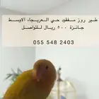 طائر مفقود