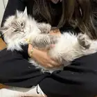 قطاوه للتبني