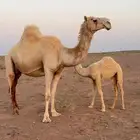 ناقه خلفه لها شهرين تحتها بكره ماشاءالله بنتها طيبه