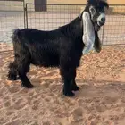 تيس فحل عارضي صنف نادر خصممم