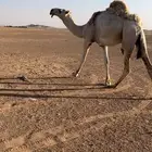 قعود كفو فحل للبيع