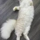 لتبني